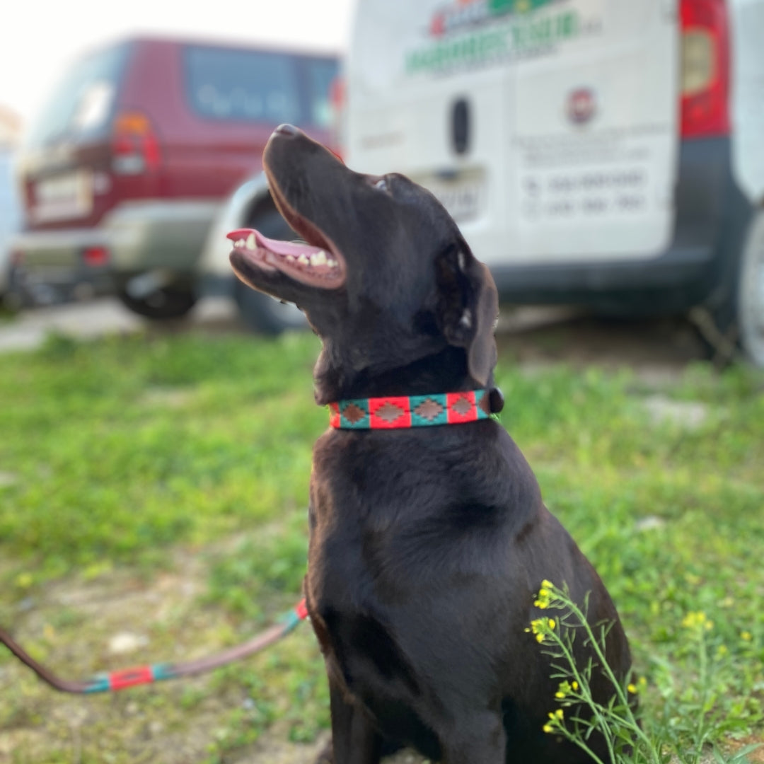 Collar LEXHIS para perros cuero modelo Navajo